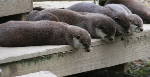 1024 x 528 if we sit and pray