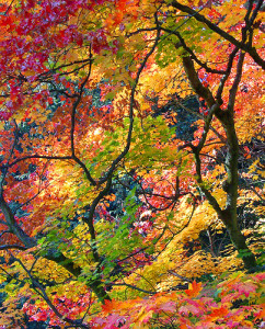 Autumn Equinox 768 x 950